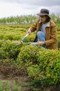 Servicios de campo
